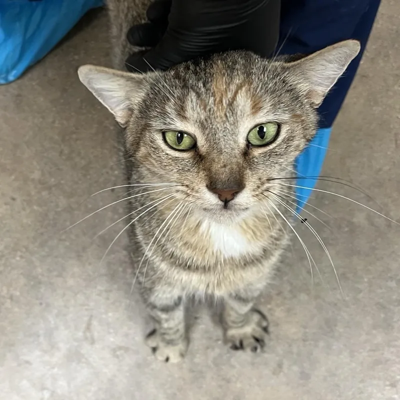 An adult small-sized female Domestic Short Hair cat named Dolly Parton for adoption in York, PA