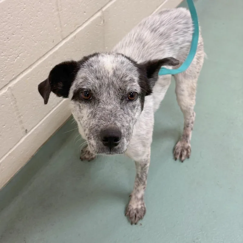 A young medium-sized female White / Cream Mixed Breed dog named Minnie for adoption in Memphis, TN