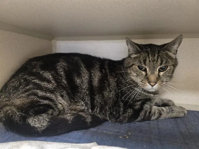 A senior small-sized male Domestic Short Hair cat named Pudge for adoption in Denver, CO
