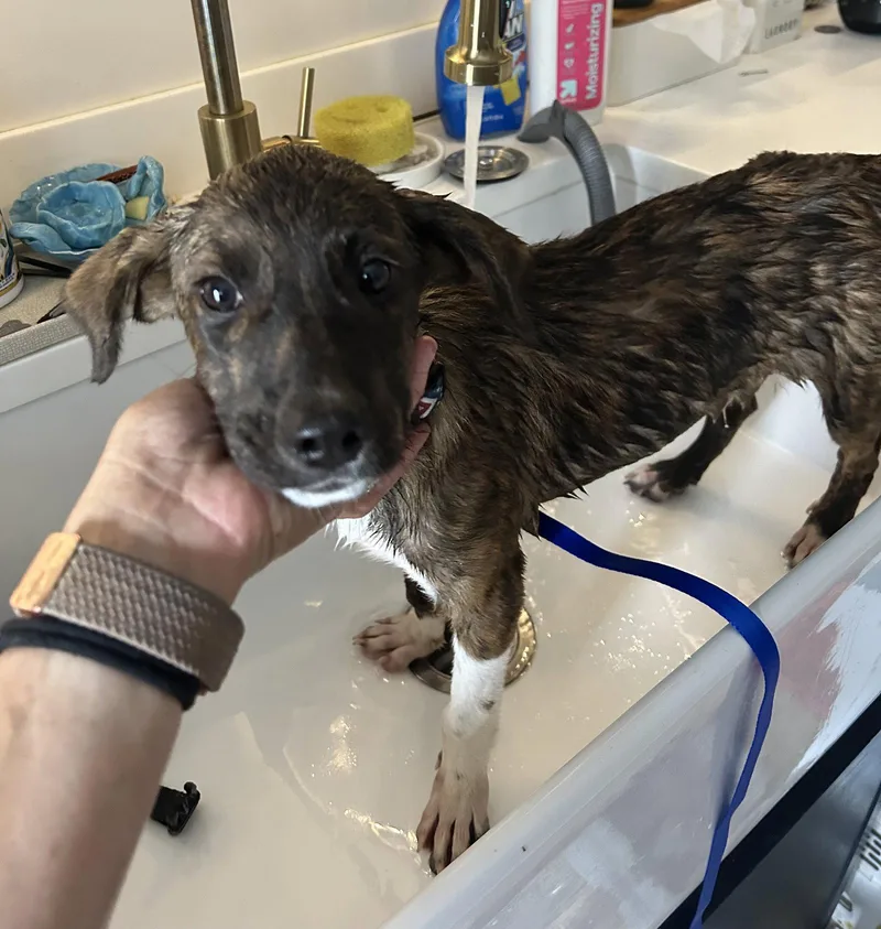 A baby large-sized male Plott Hound dog named Junior for adoption in Doylestown, PA