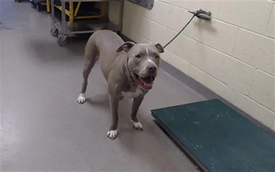An adult large-sized female Pit Bull Terrier dog named Zev for adoption in Denver, CO