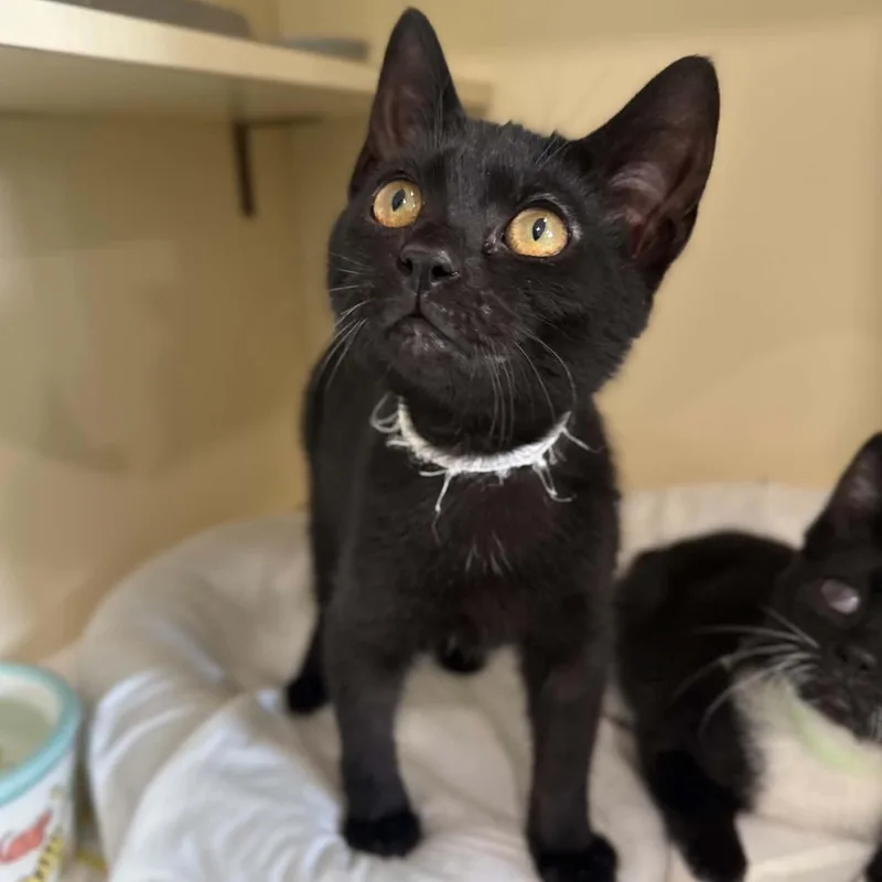 A baby medium-sized male Black Domestic Short Hair cat named Recorder for adoption in Penn Yan, NY