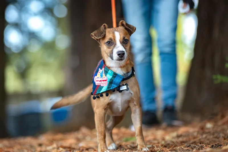 A young small-sized male Chihuahua dog named Paquito for adoption in Santa Rosa, CA
