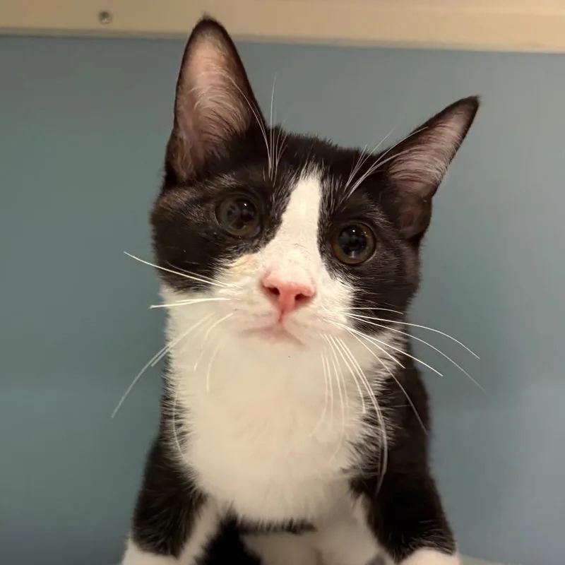A baby small-sized male Black Domestic Short Hair cat named Moe for adoption in Chattanooga, TN
