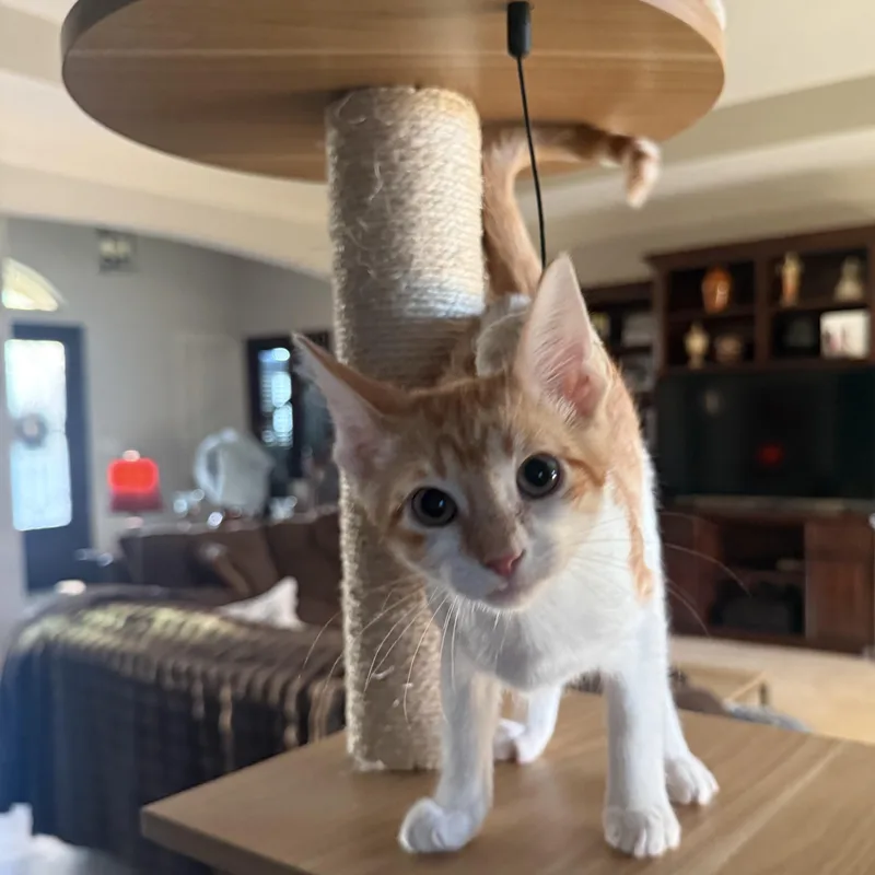 A baby medium-sized male Tabby (Orange / Red) Domestic Short Hair cat named Jovico ORT for adoption in Missouri City, TX
