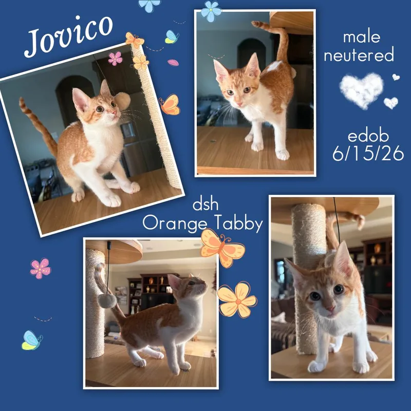 Jovico ORT thumbnail 4