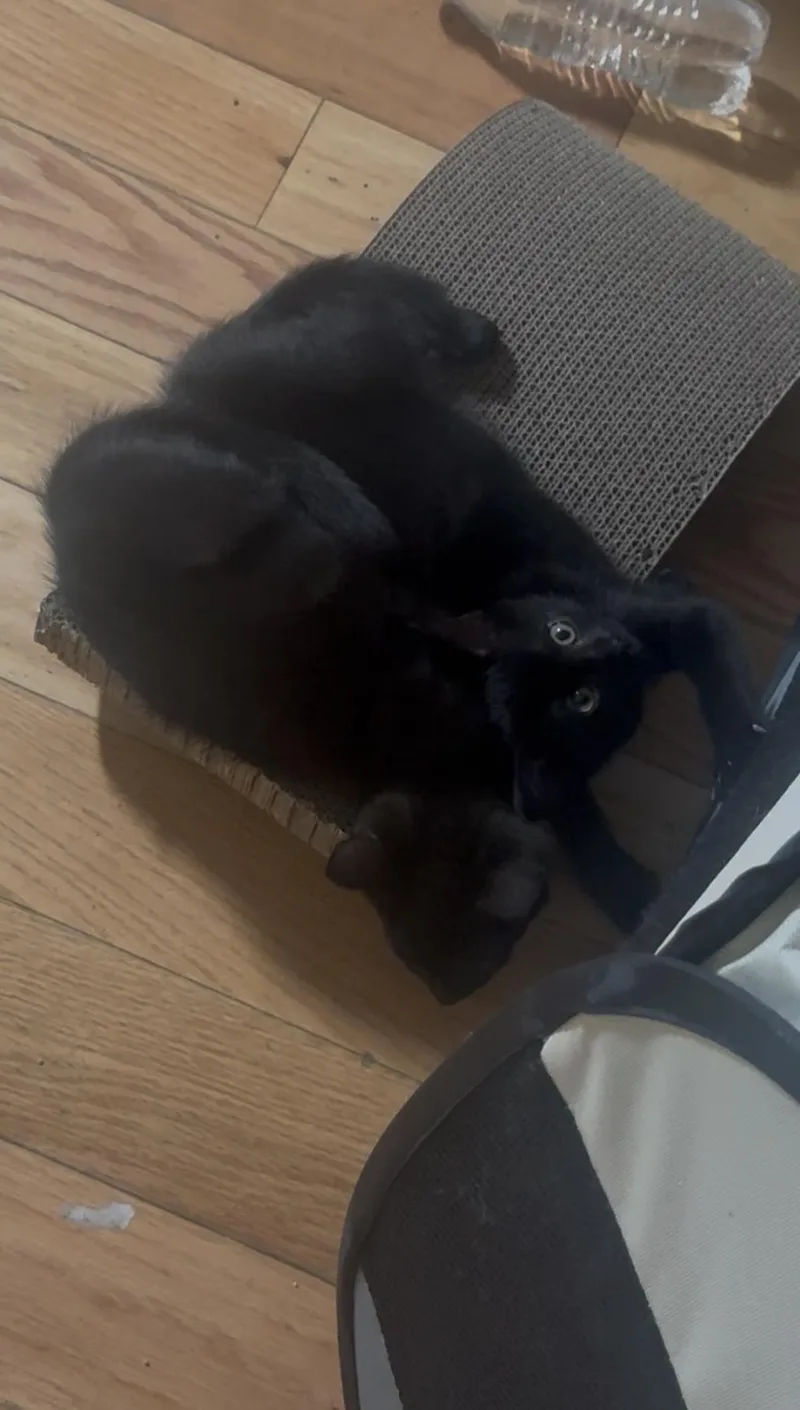 A baby small-sized male Black Domestic Short Hair cat named Orbit for adoption in La Jolla, CA