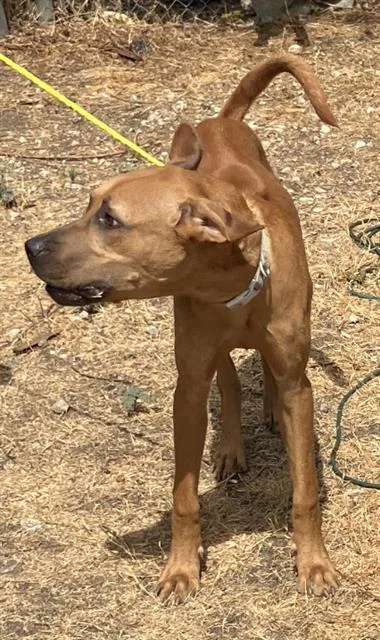 A young large-sized male Mixed Breed dog named Sabastian for adoption in Dallas, TX