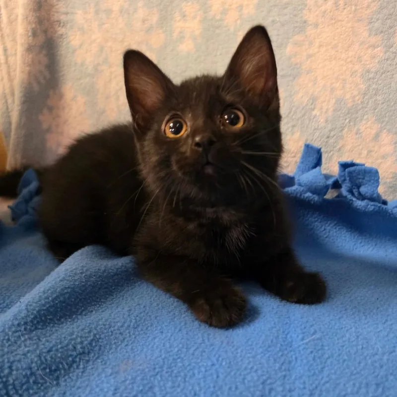 A baby medium-sized female Black Domestic Short Hair cat named Felicity Hope for adoption in Graham, WA