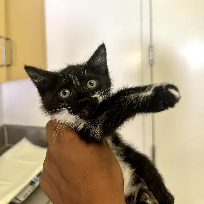 A baby small-sized male Black Domestic Short Hair cat named Marcello for adoption in Los Angeles, CA