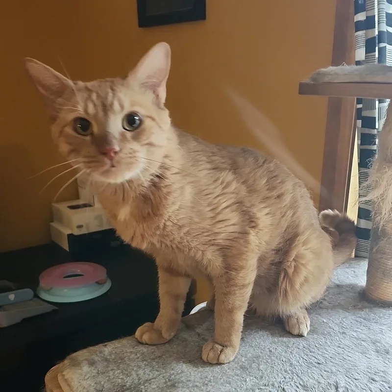 Mr.S aka Simba