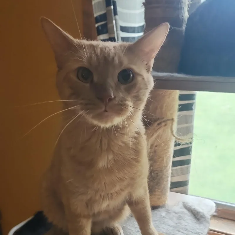 Mr.S aka Simba thumbnail 2
