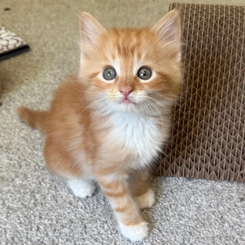 A baby small-sized male Orange / Red Domestic Long Hair cat named Schweppes for adoption in North Branford, CT