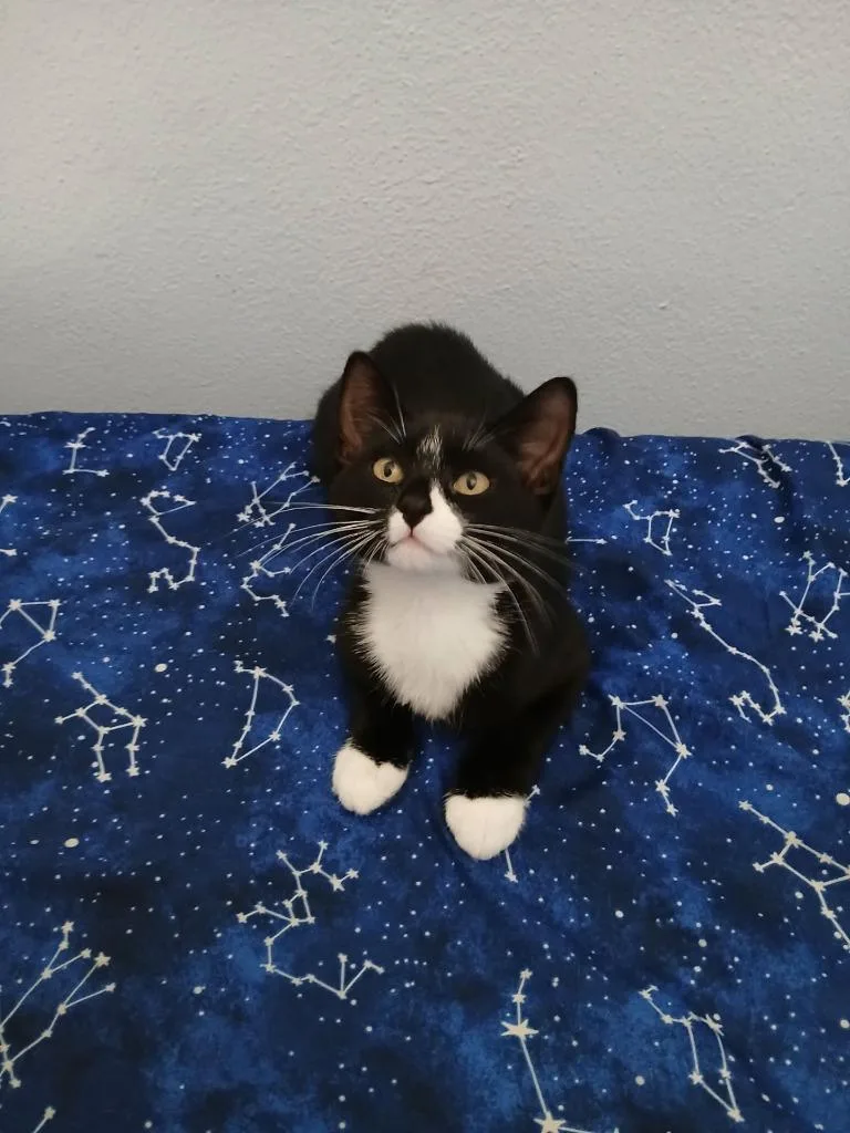 A baby medium-sized male Domestic Short Hair cat named Oreo for adoption in St. Cloud, MN