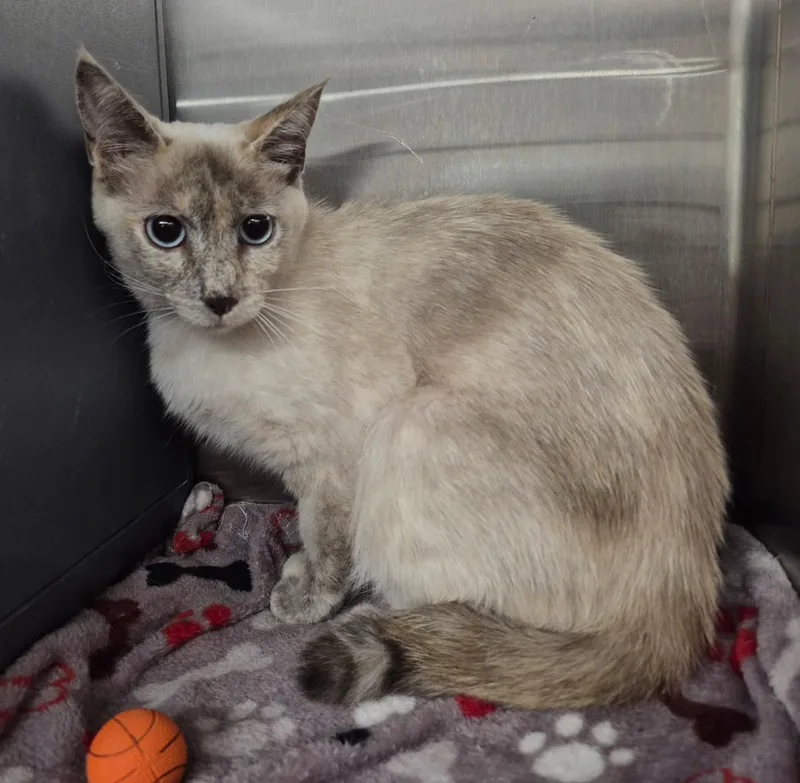 An adult medium-sized female Lilac Point Siamese cat named Ocean for adoption in Butte, MT