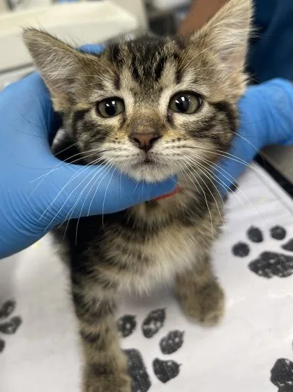 A baby small-sized female Domestic Short Hair cat named Shaq for adoption in Westland, MI