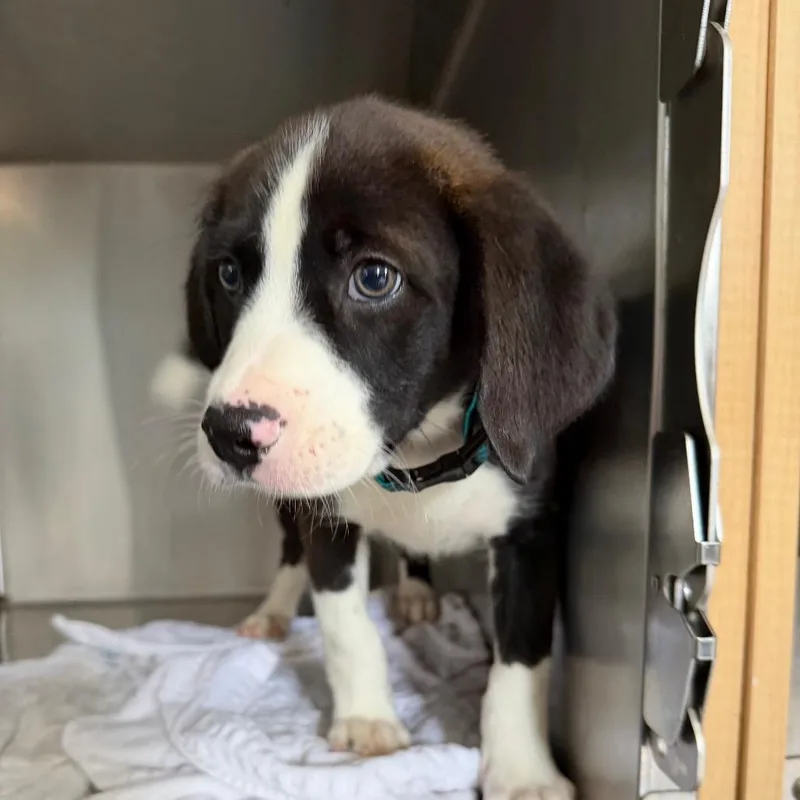 A baby medium-sized male Black Beagle dog named Rouge for adoption in New Orleans, LA