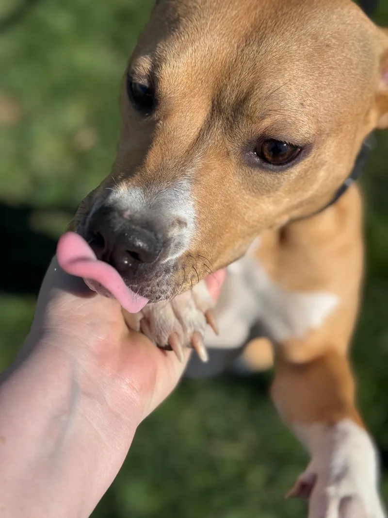 A baby medium-sized female Apricot / Beige Pit Bull Terrier dog named Honey for adoption in Benton Harbor, MI
