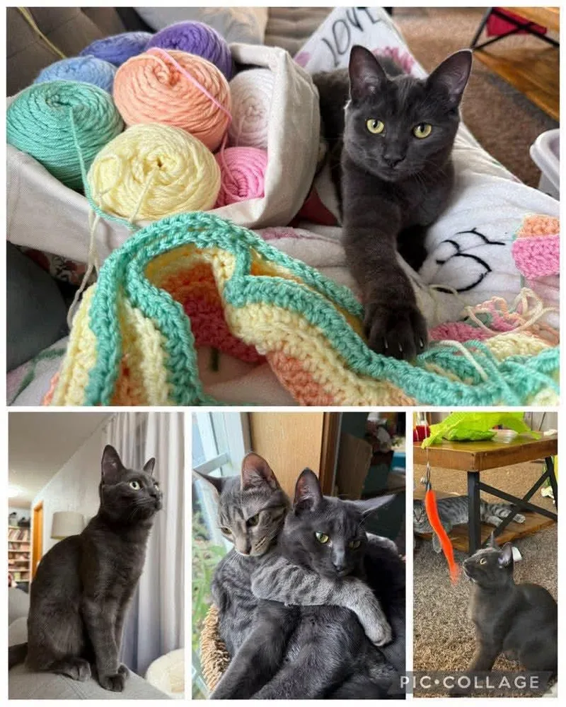 A baby small-sized male Gray / Blue / Silver Domestic Short Hair cat named Boomer for adoption in Newberg, OR