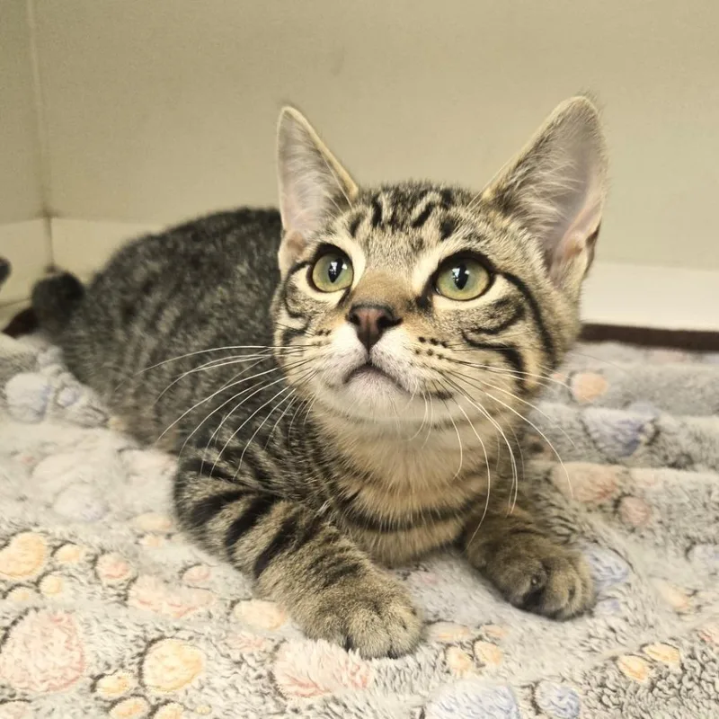 A baby small-sized male Brown / Chocolate Domestic Short Hair cat named Alpha for adoption in Champaign, IL