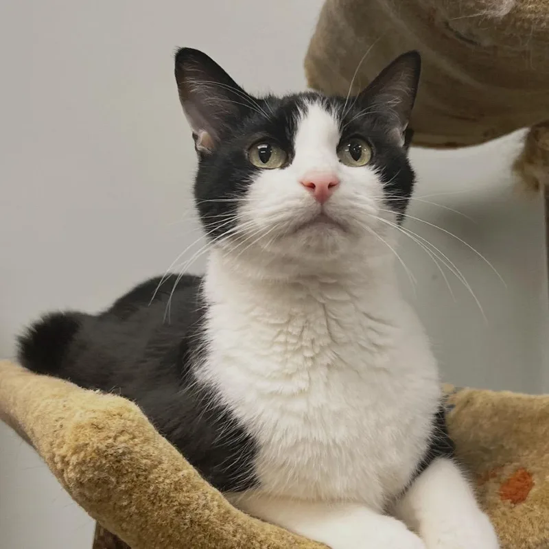 A senior large-sized male Domestic Short Hair cat named Kudzu for adoption in Cumming, GA