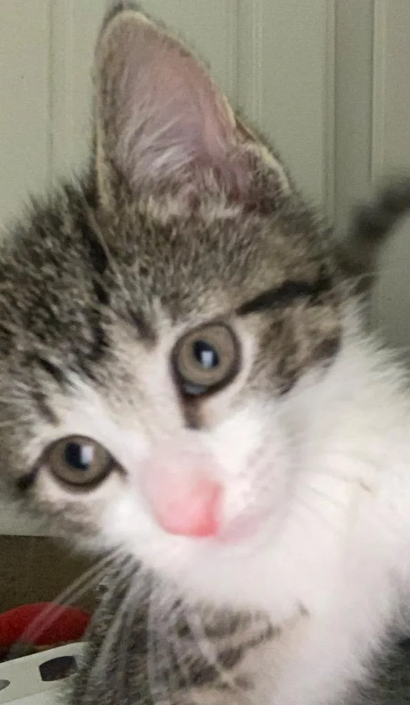 A baby medium-sized female Domestic Short Hair cat named Feather for adoption in Evans, GA
