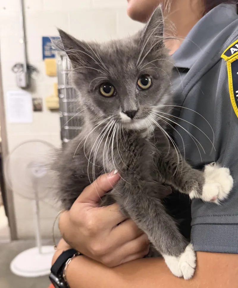 A young small-sized female Gray & White Domestic Short Hair cat named Sadie for adoption in West Haven, CT