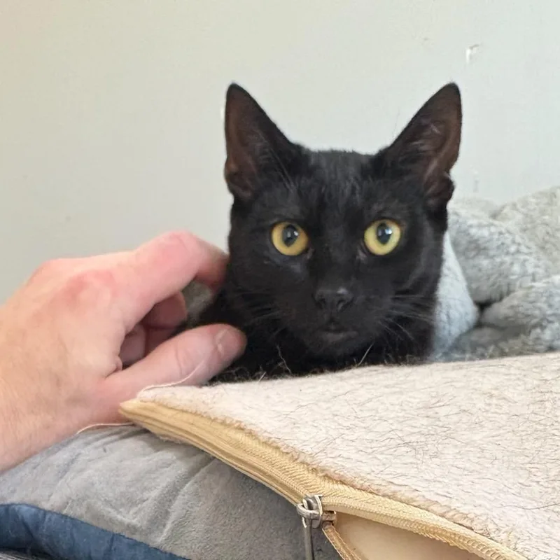 A young medium-sized male Black American Shorthair cat named Simon for adoption in Houston, TX
