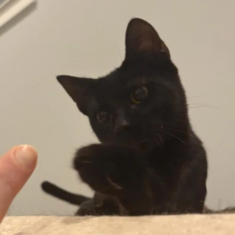 Simon thumbnail 3