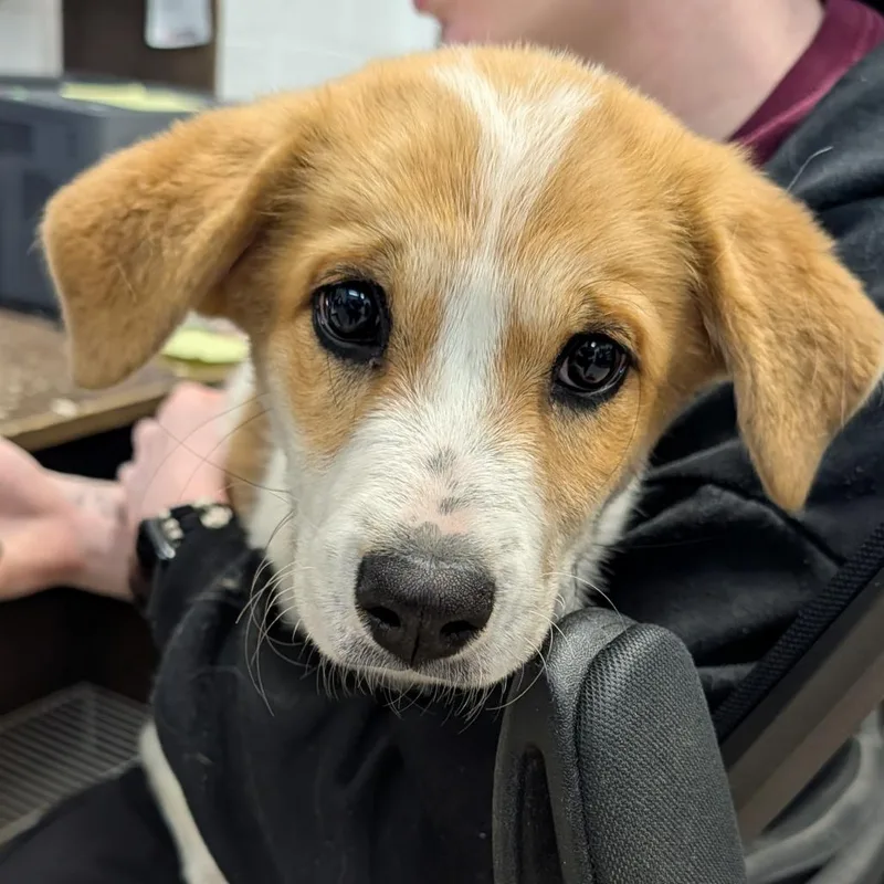 A baby small-sized female White / Cream Mixed Breed dog named Stink Stink for adoption in Ardmore, OK