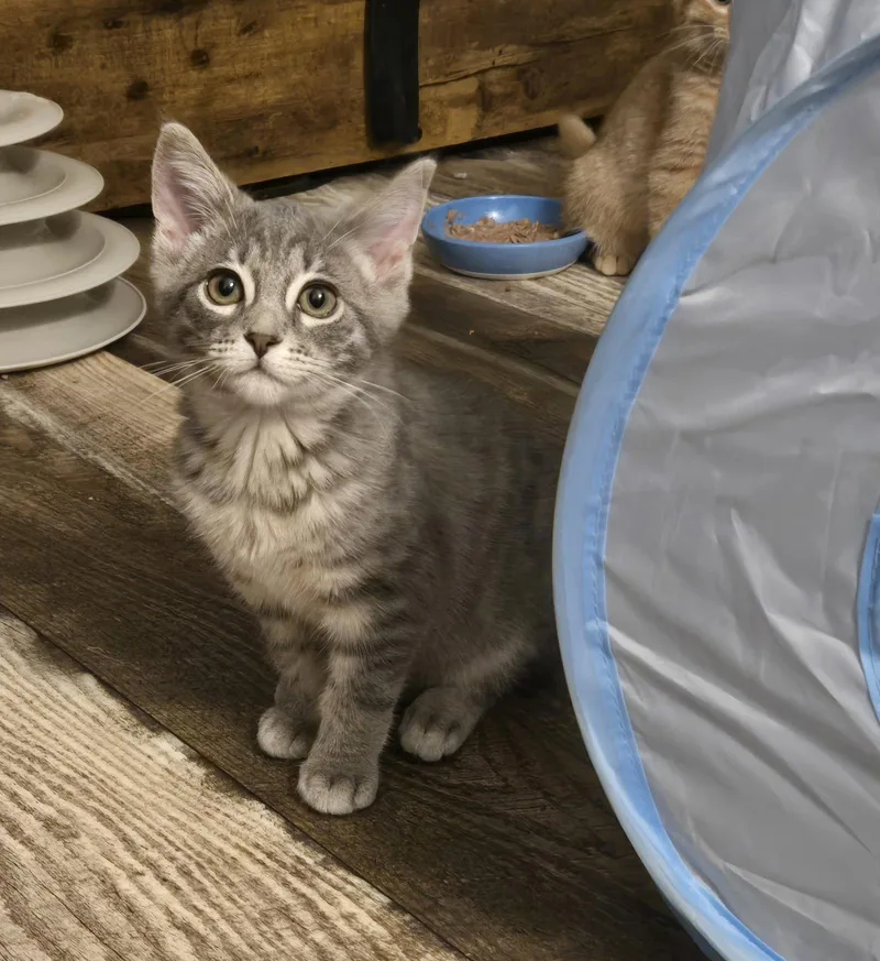A baby medium-sized female Domestic Short Hair cat named Brea for adoption in Walled Lake, MI