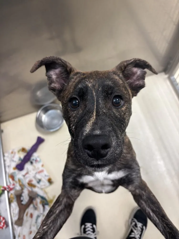 A young medium-sized male Brindle Plott Hound dog named Chalupa for adoption in Kalamazoo, MI