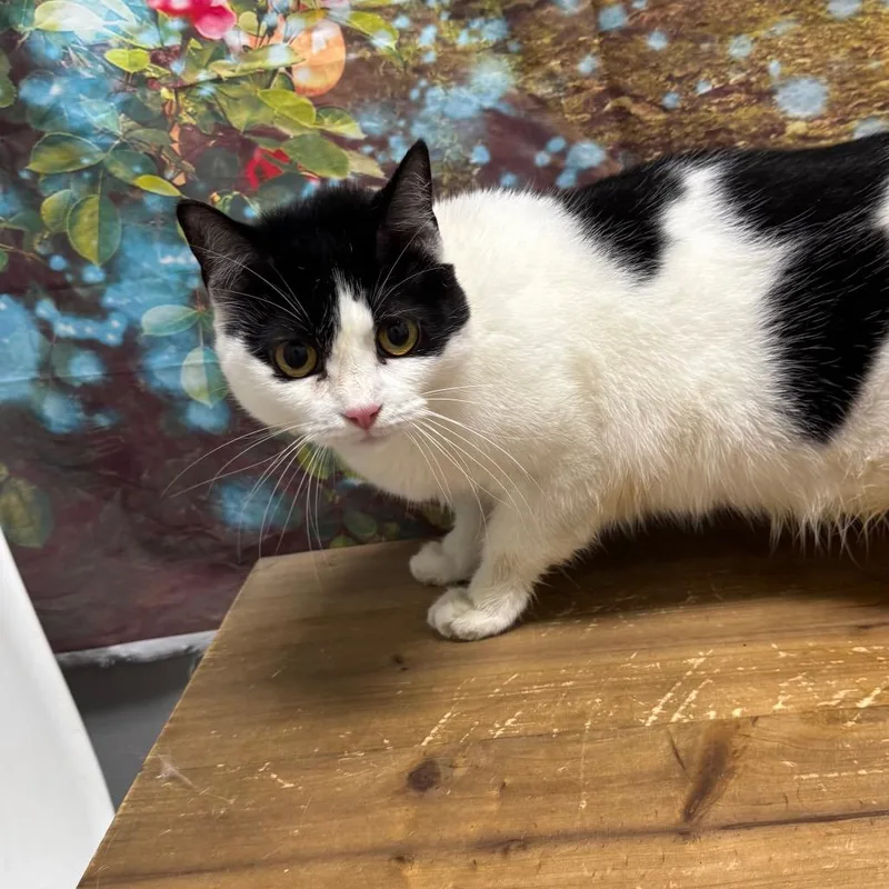 An adult medium-sized female White Domestic Short Hair cat named Isabella for adoption in Normal, IL