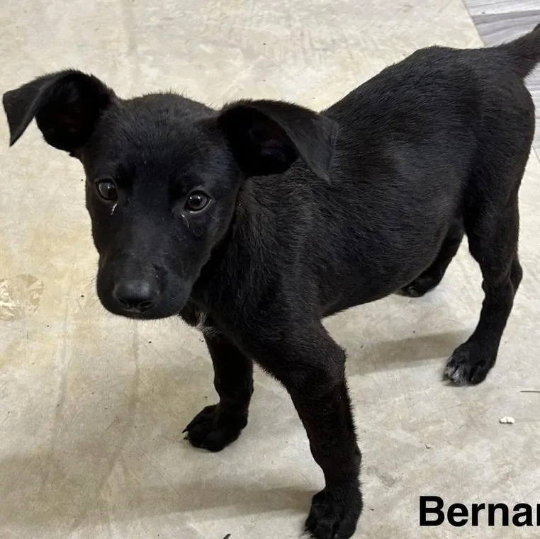 Bernard