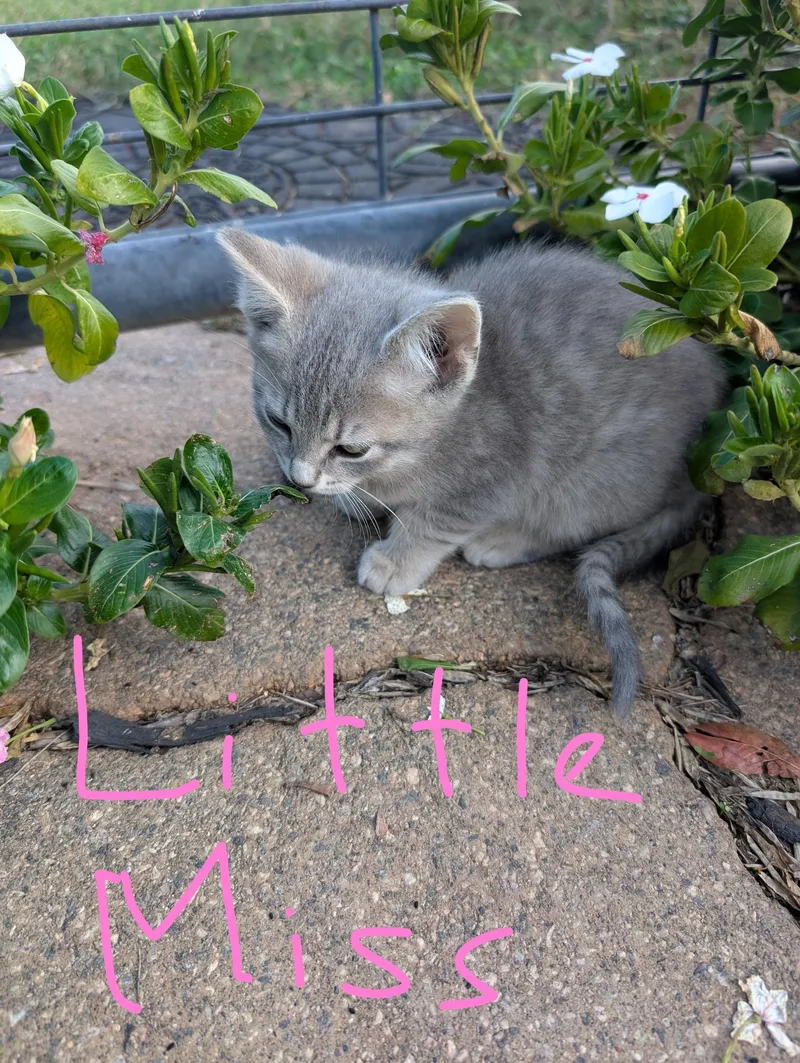 A baby medium-sized female Domestic Short Hair cat named Little Miss for adoption in Reddick, FL