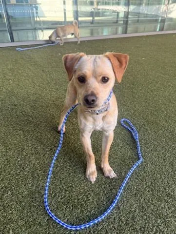 A young small-sized male Terrier dog named Bandit for adoption in San Martin, CA