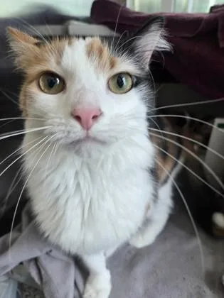 Lucy