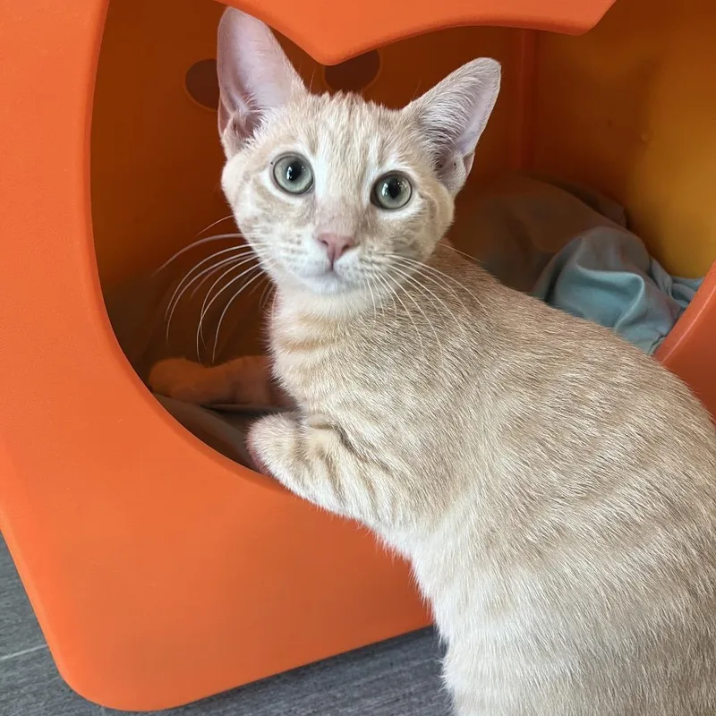 A baby small-sized male Orange / Red Domestic Short Hair cat named Biscuit for adoption in Harrisonburg, VA