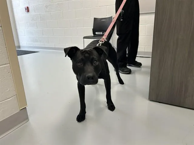 Otis