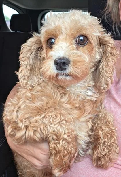 An adult small-sized female Cavalier King Charles Spaniel dog named Roo for adoption in Malvern, PA