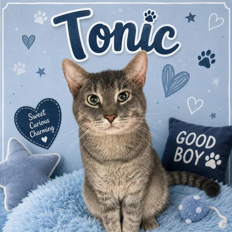 A young medium-sized male Gray / Blue / Silver Domestic Short Hair cat named Tonic for adoption in Orleans, VT