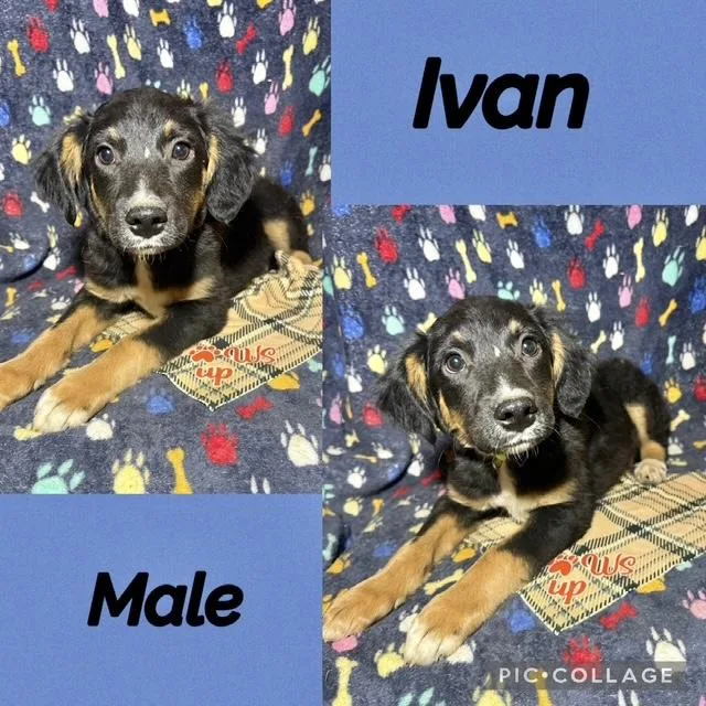 A baby medium-sized male Labrador Retriever dog named Ivan for adoption in Manchester, CT