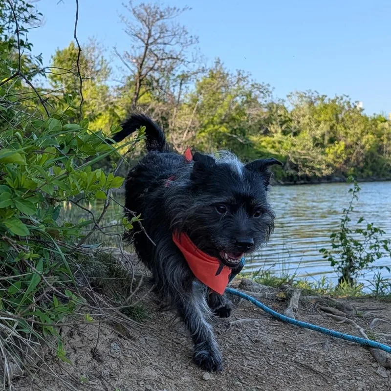 Little Bear thumbnail 2