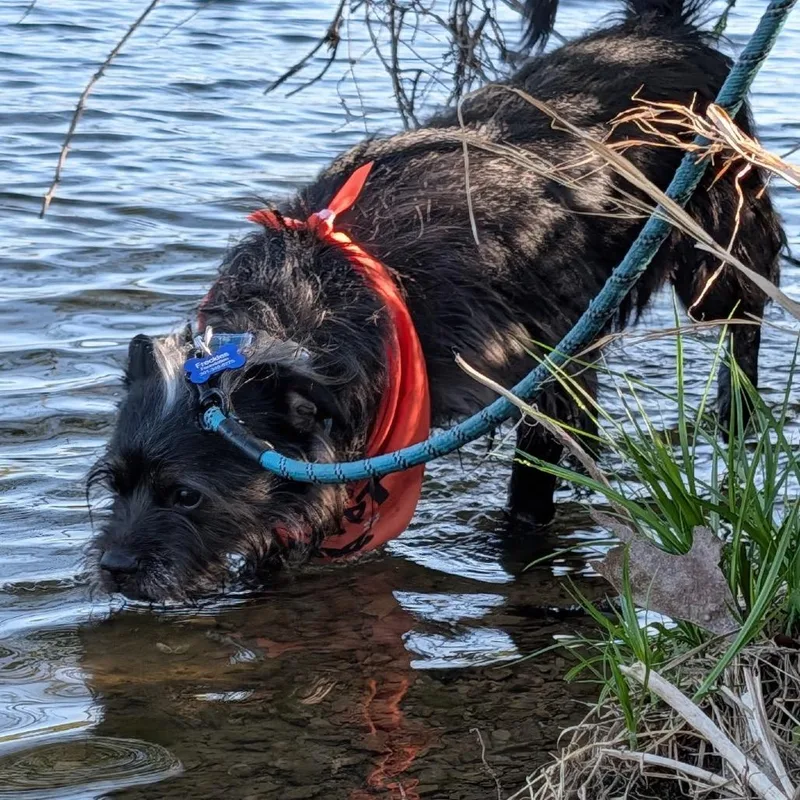 Little Bear thumbnail 3