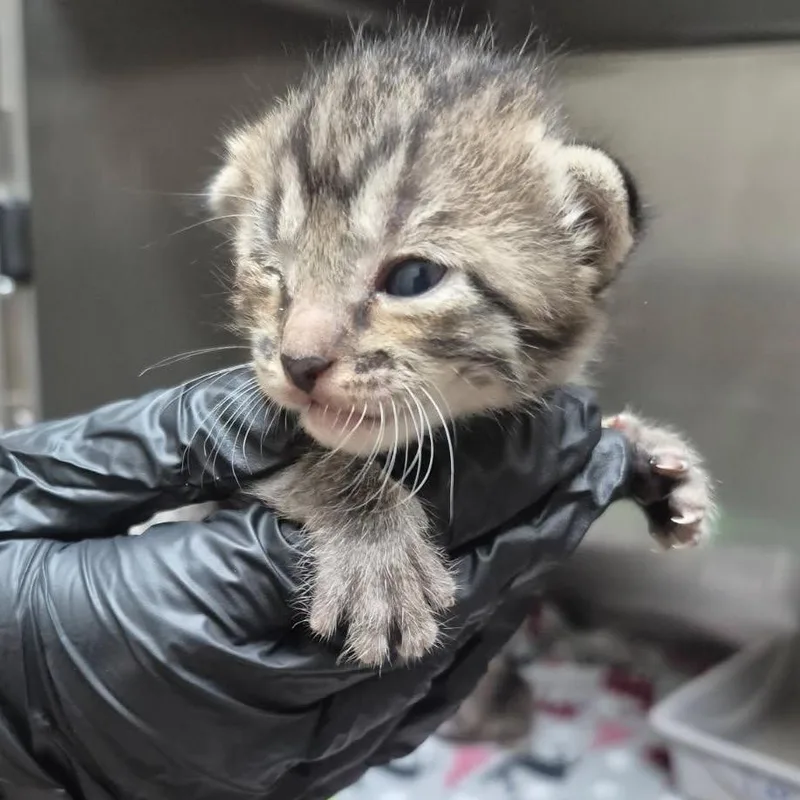 A baby small-sized female Brown / Chocolate Domestic Short Hair cat named Nairobi for adoption in Columbus, GA