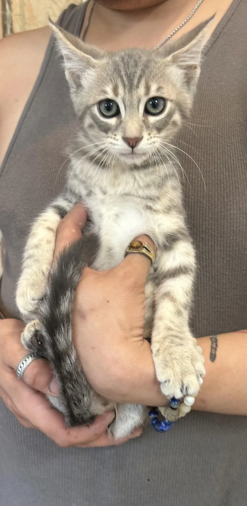 A baby medium-sized male Domestic Short Hair cat named Casanova Napa for adoption in Napa, CA