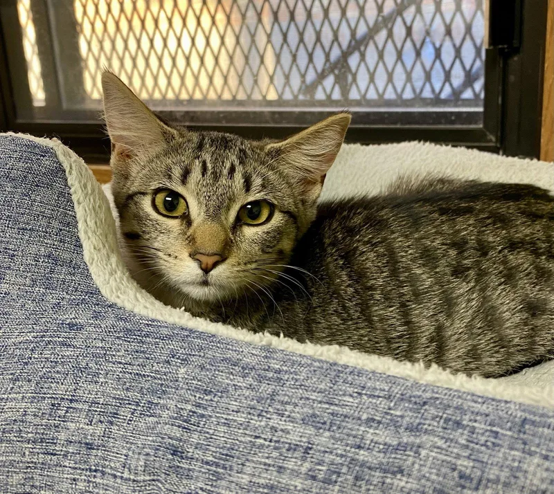 A young medium-sized female Domestic Short Hair cat named Cara Maria for adoption in Fargo, ND