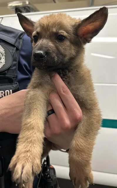 A baby small-sized male German Shepherd Dog dog named Nova for adoption in Fort Wayne, IN