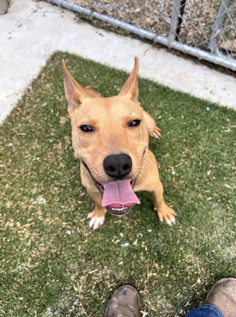 A young medium-sized female Golden Carolina Dog dog named Daisy Doolittle for adoption in Andover, MA