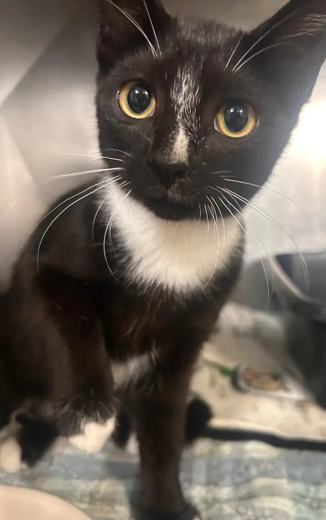 A young small-sized female Domestic Short Hair cat named Tippy for adoption in New Manchester, WV